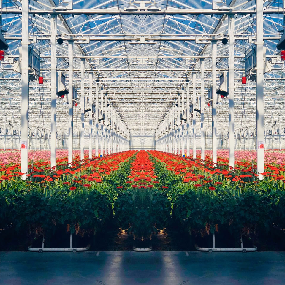 About Bridge Greenhouses