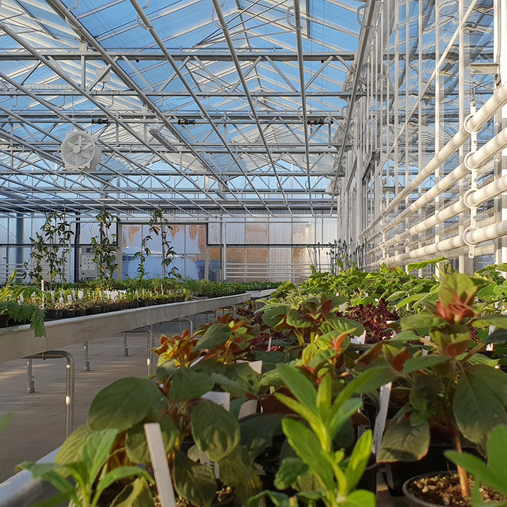 Commercial Glasshouses Company - Bridge Greenhouses