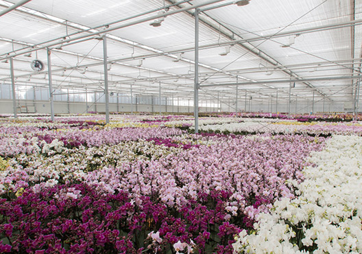 Double H Nurseries – New Orchid Nursery