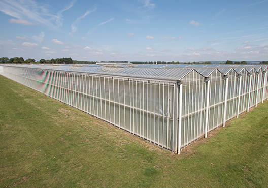 Roundstone Nurseries Newlands